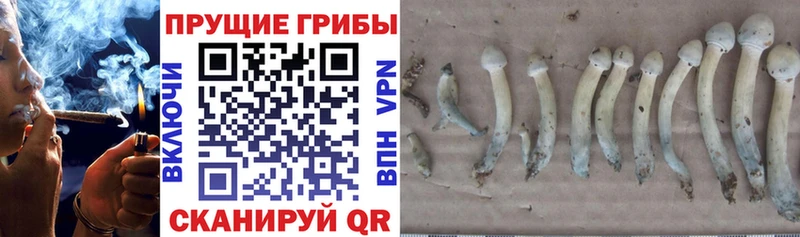 как найти закладки  Мурманск  Галлюциногенные грибы Psilocybe 